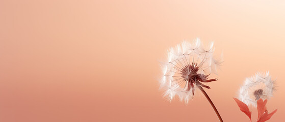 Peach Fuzz Backdrop with Dandelion Plant in Hyperreal Detail