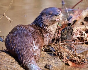 Smiling river otter looking back at camera on a mild Christmas eve.  This otter had just finished eating a fish on this log.  As he was chewing the fish, the camera caught it with its mouth open. 