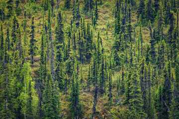 Alaskan Spruce Forest (2024 Edit)