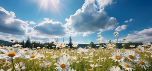 Fotobehang field of daisies and sky © Daisy