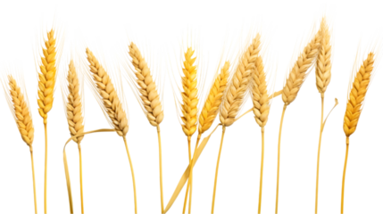 wheat plant isolated on transparent, white background