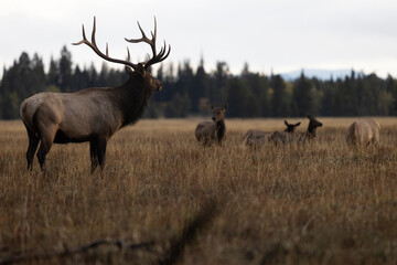 Bull Elk during the Rut in Wyoming in Autumn