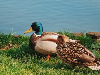 duck on a pond