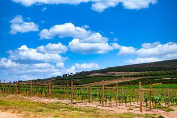 Fototapeta na wymiar Breathtaking Vineyard Landscape in Elgin Wine Country, Western Cape, South Africa