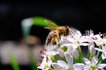bee on a flower
