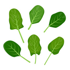 Green Spinach leaf set. Spinach leaves. Leafy curly vegetables. Popular culinary element for cooking. Organic food, vegetables and restaurant concept. Vector illustration isolated on white background. - obrazy, fototapety, plakaty