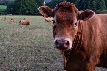 A Limousine cow in a field in vendée, France, with the rest of the herd in the background.
