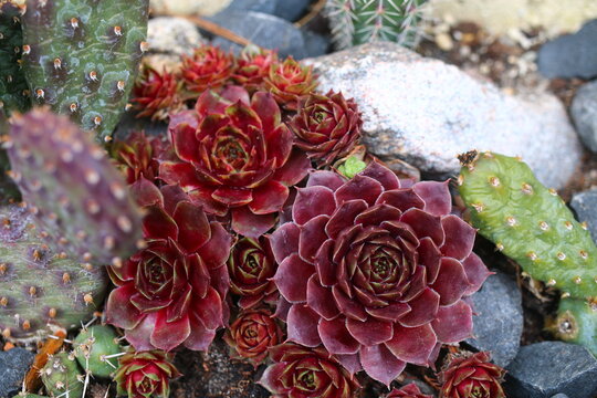 rojnik corona Sempervivum