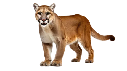 Poster  A cougar, isolated on white background © Creative Canvas