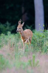 deer in the woods
