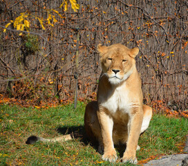 Lion is one of the four big cats in the genus Panthera, and a member of the family Felidae. With...