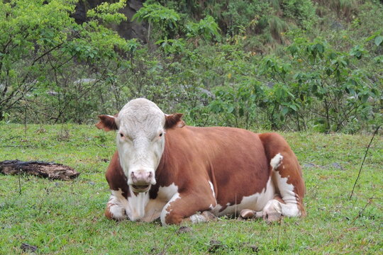 vaca establo