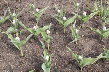 Tulips sprouting out of cold spring ground. Fresh growth, emerging from flower beds at park. Early spring in garden, awakening of nature. Bulbs flowers growing at backyard. First young green plants