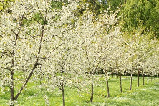 Close-up of cherry blossom in full bloom. Cherry delicate white flowers in spring. Cherry tree branch in garden. Japanese sakura. Springtime. Spring flowering of fruit trees
