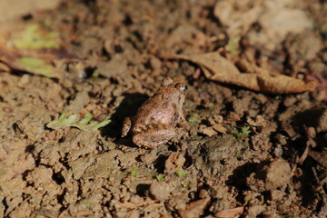 A small frog called the long legged cricket frog is on the muddy ground