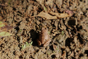 A small sized, Long legged cricket frog is sitting on the muddy soil