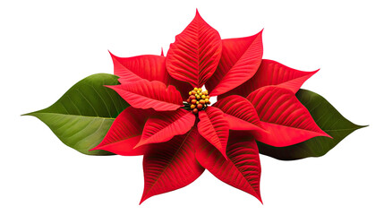 Beautiful poinsettia plant, flower, Xmas, isolated or white background