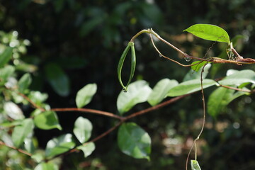 View of a rain soaked immature seed capsule of a coral swirl plant