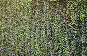 Old castle wall full of green ivy leaves in early autumn close up