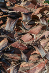 date palm trunk as background 1