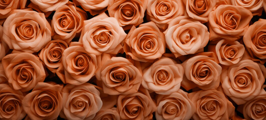 Natural peach fuzz roses background. Background template for banner
