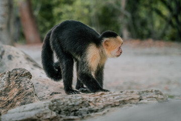 an incredible white-faced monkey near to the coast 