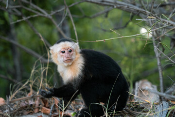 an incredible white-faced monkey near to the coast 