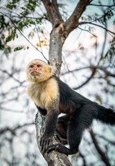 an incredible white-faced monkey near to the coast 