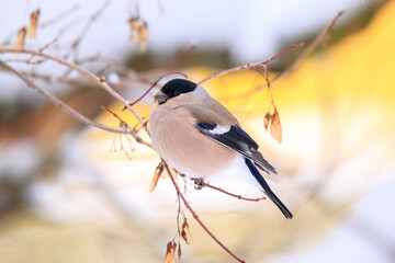 Bullfinch on a branch in the winter, close-up