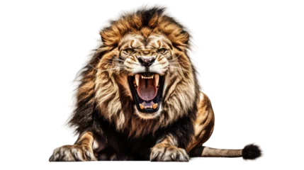 Foto op Aluminium Portrait of a roaring lion with an aggressive look, isolated a transparent background © Creative Canvas