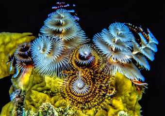 Spirobranchus giganteus, Christmas tree worms