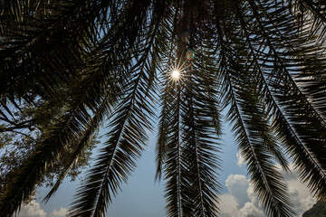Fototapeta premium Il Sole che batte sopra i rami di una Palma