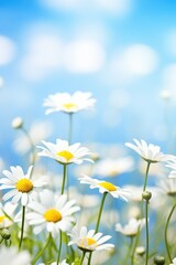 Spring background of daisies in field