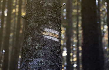 Walking trail background. Yellow and white forest path on brown tree trunk. Guide sign made with...