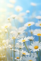 Spring background of daisies in field