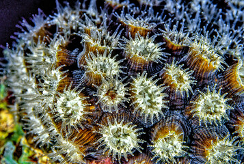 Star Coral on coral reef, at night