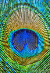 Naklejka premium Closeup of Peacock feather, macro