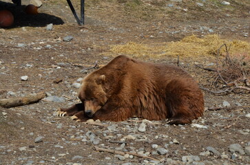 Brown Bear Lounging Around at Alaska Zoo