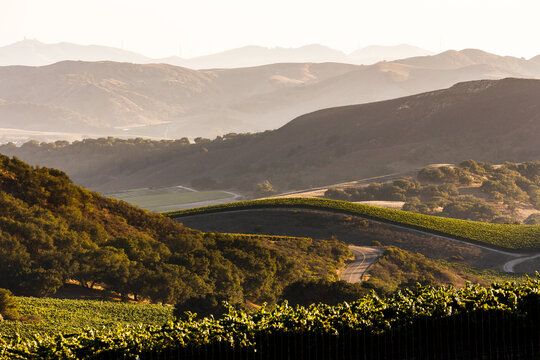 Vineyard view overlooking California's wine growing region, near Santa Maria