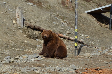 Brown Bear Lounging Around at Alaska Zoo