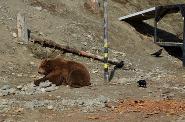 Brown Bear Lounging Around at Alaska Zoo