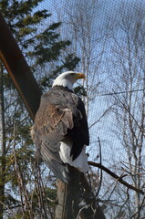 Bald Eagle Close-Up at Alaska Zoo