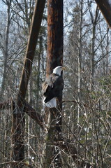 Bald Eagle Close-Up at Alaska Zoo