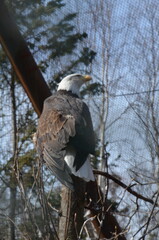Bald Eagle Close-Up at Alaska Zoo