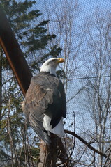 Bald Eagle Close-Up at Alaska Zoo