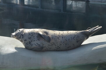 Sea Lion Laying around Alaska Zoo