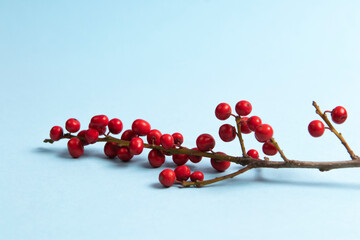 Common winterberry branch on a blue background