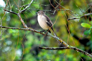 Sparrow bird on  tree branch background