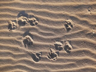 High resolution sand texture with dog footsteps 6000*8000