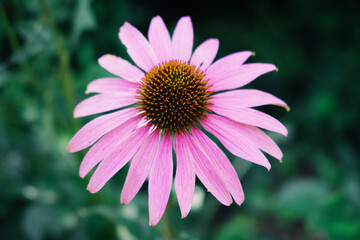 Fototapeta premium Blume Rosa Flora